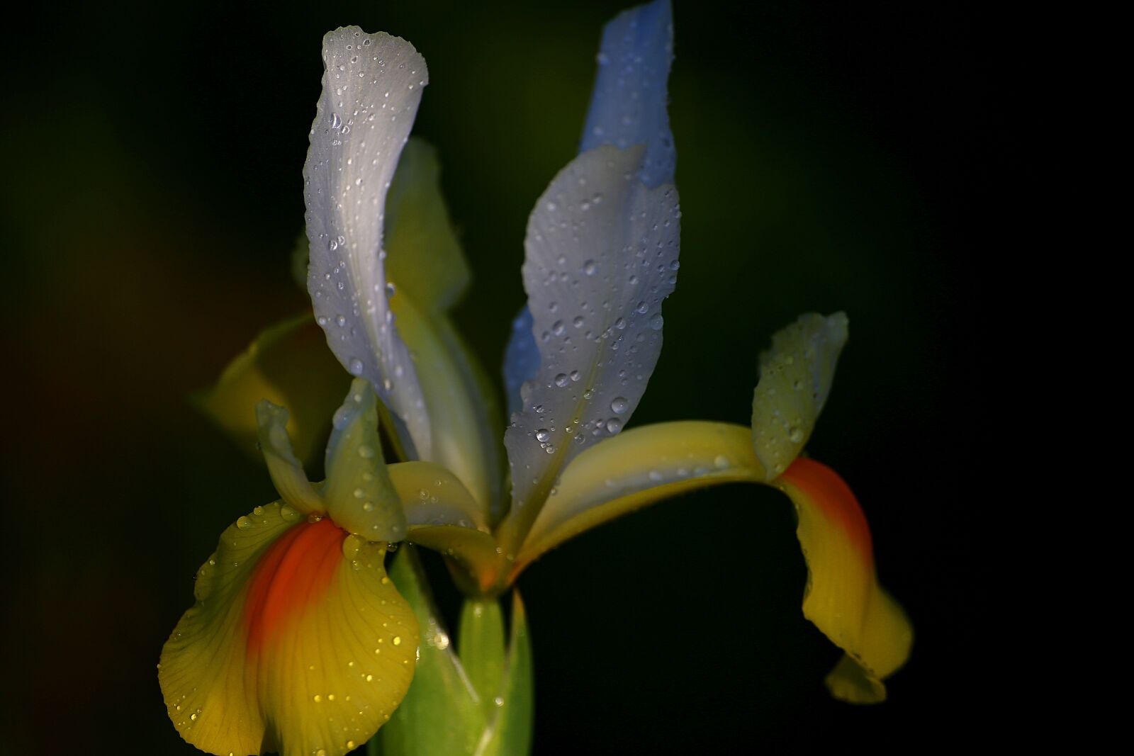 Canon EOS 6D sample photo. Flower, no one, nature photography