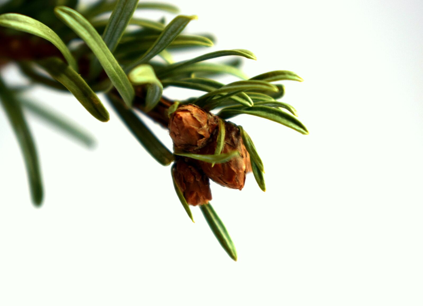 Nikon D3300 sample photo. Tree, needles, close-up photography
