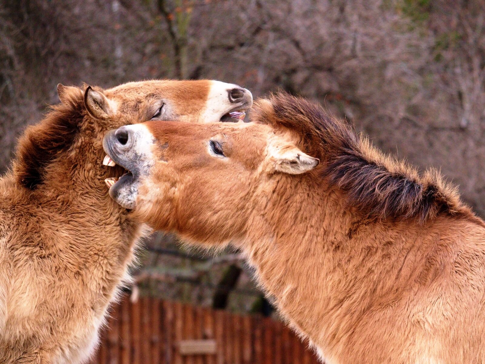 Panasonic Lumix DC-G9 sample photo. Nature, horses, animal photography