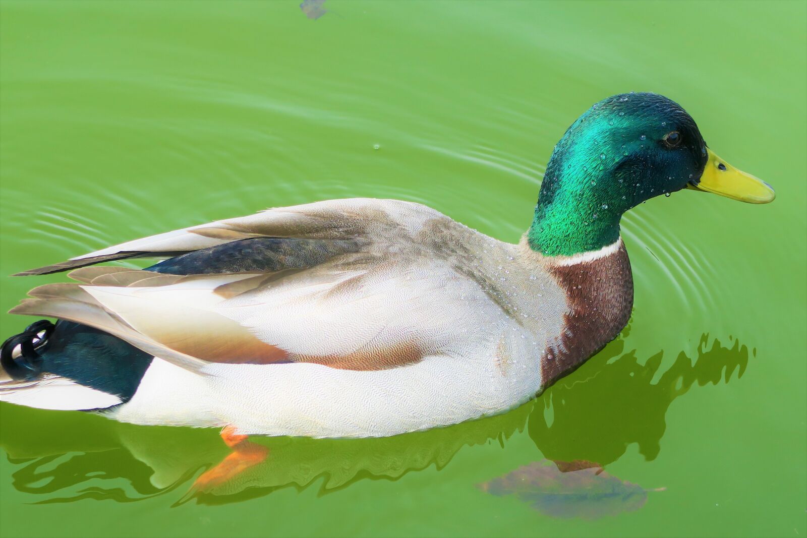 Canon PowerShot G7 X sample photo. Duck, bird, water photography