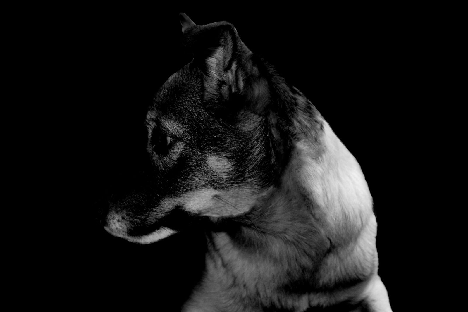 Canon EOS 1200D (EOS Rebel T5 / EOS Kiss X70 / EOS Hi) sample photo. Dog, hybrid, animal portrait photography