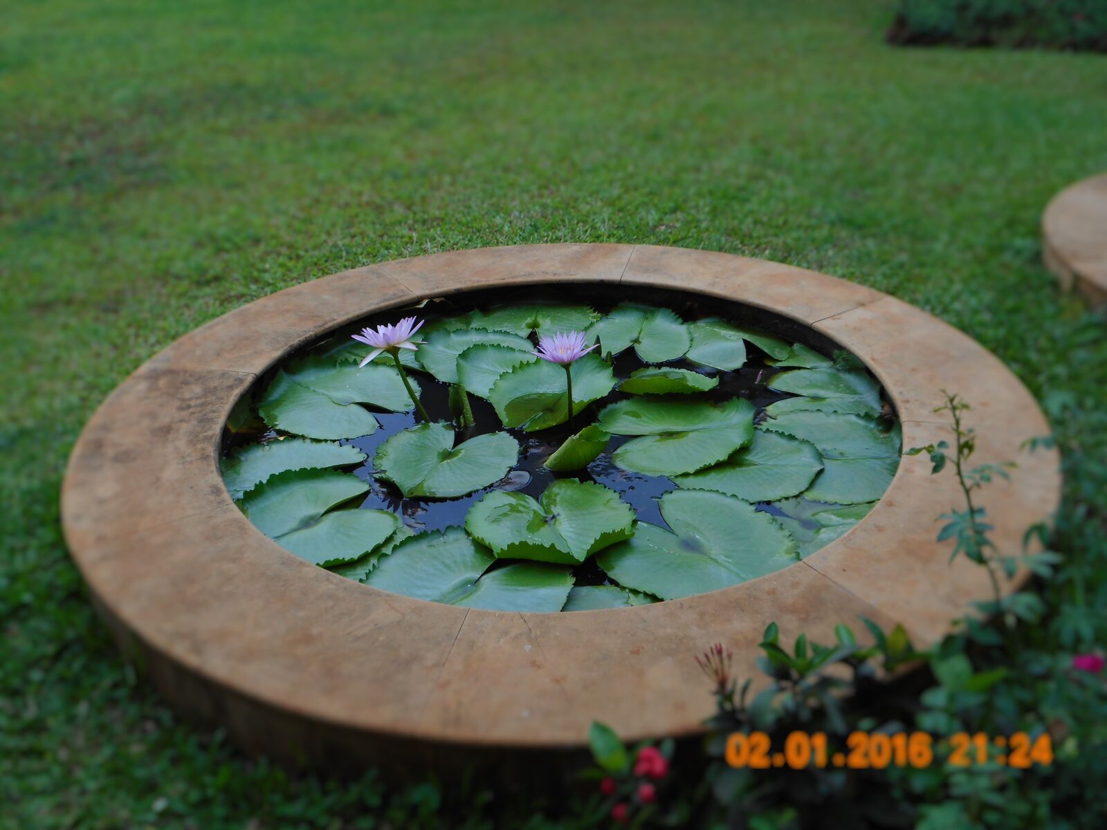 Nikon Coolpix A300 sample photo. Garden, green, leaves, lotus photography