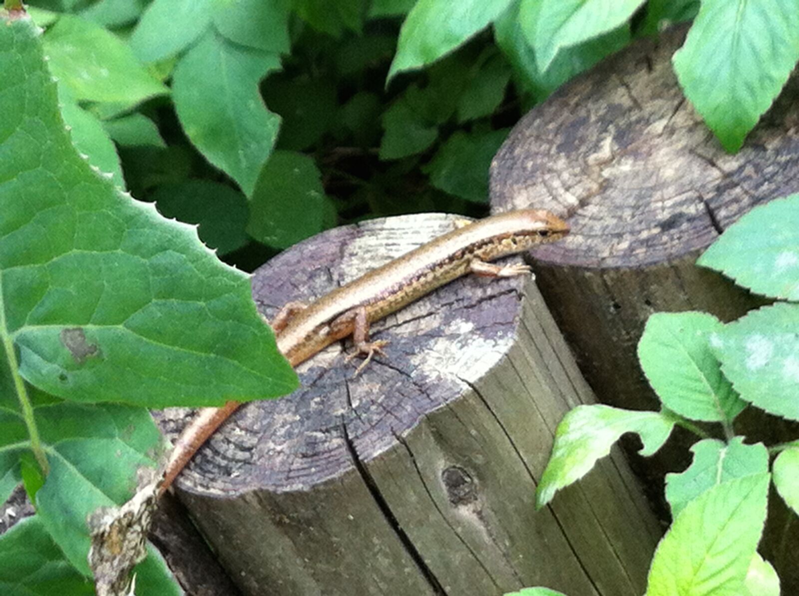 Apple iPhone 4 sample photo. Lizard, surprised photography