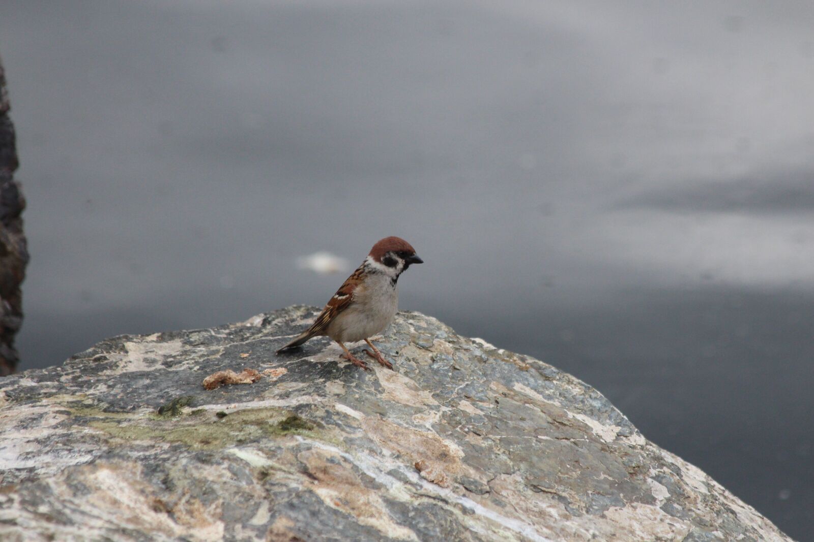 Canon EOS 650D (EOS Rebel T4i / EOS Kiss X6i) sample photo. Sparrow, bird, grey photography