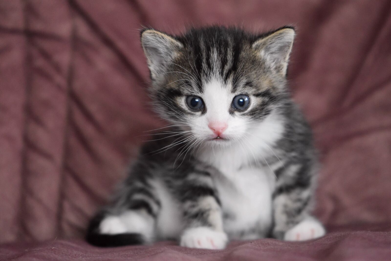 Nikon D5600 sample photo. Cat baby, kitten, cat photography