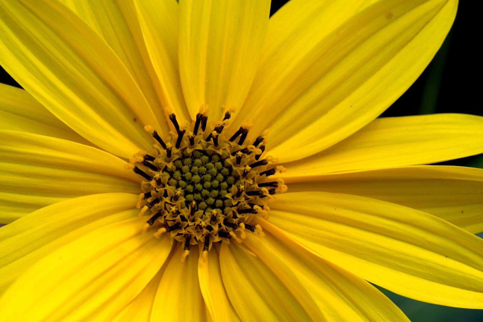 Nikon D7500 sample photo. Yellow, flower, petals photography