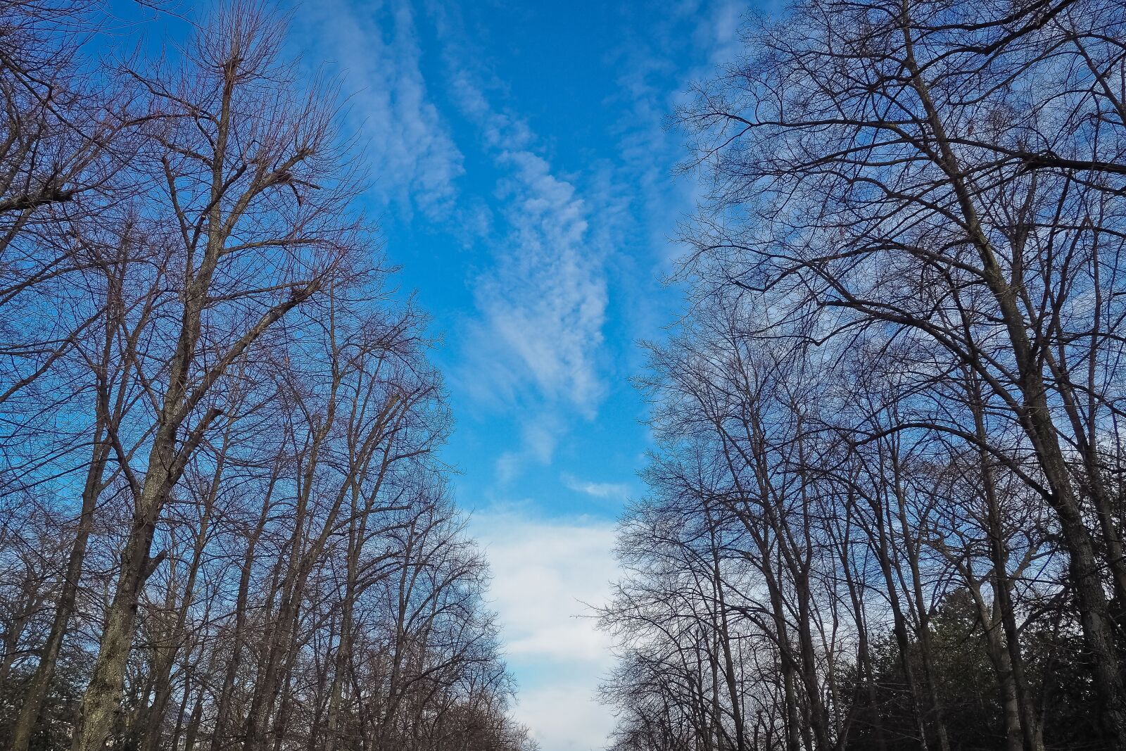 Olympus OM-D E-M10 sample photo. Trees, winter, forest photography