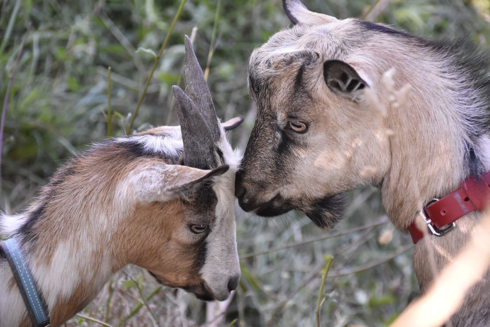 Nikon D5600 sample photo. Goats, goat, goat p photography