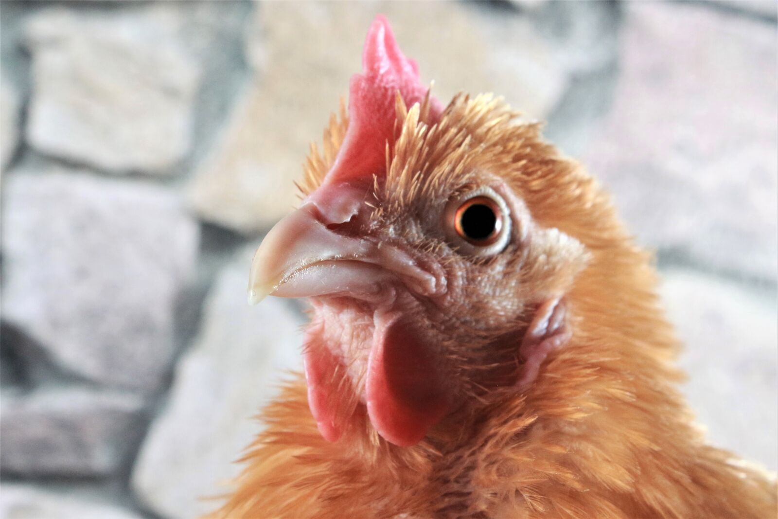 Canon EF-S 18-55mm F3.5-5.6 IS sample photo. Chicken, hen, poultry photography