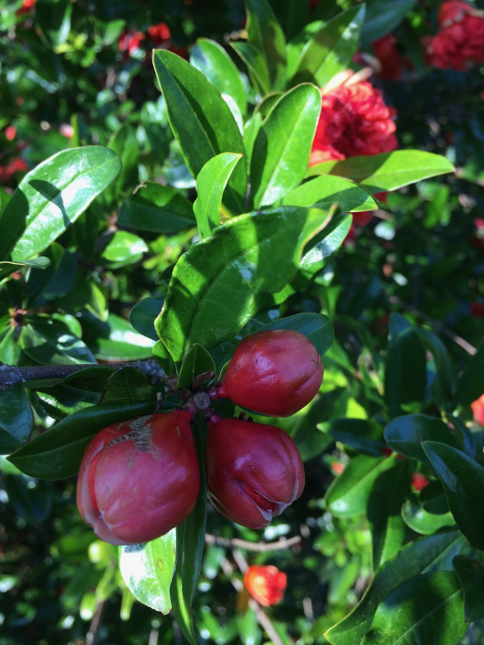 iPhone 5s back camera 4.12mm f/2.2 sample photo. Sheet, fruit, nature photography