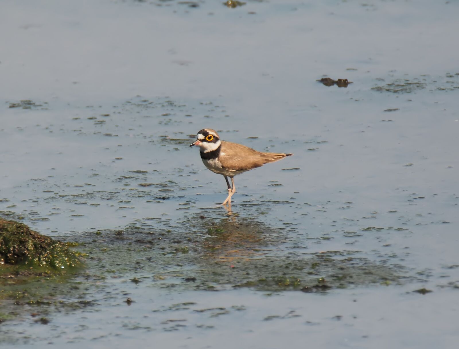Olympus OM-D E-M1 sample photo. Small, wild, wildlife photography