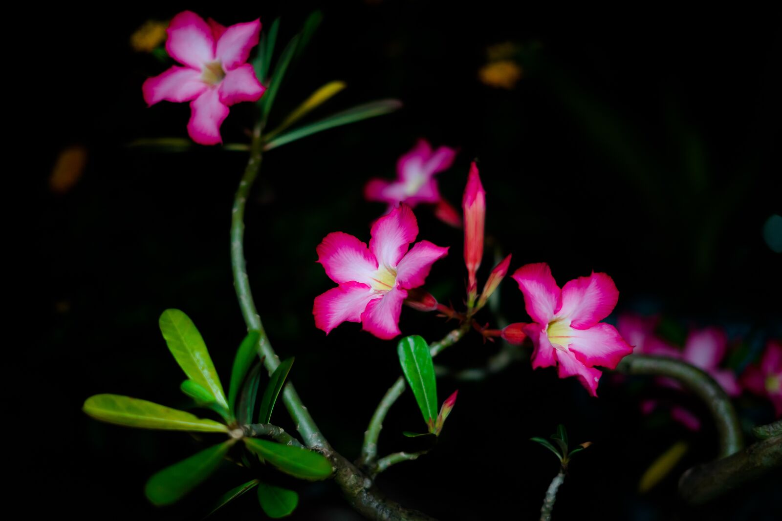 Sony a7 II sample photo. Flower, night, nature photography