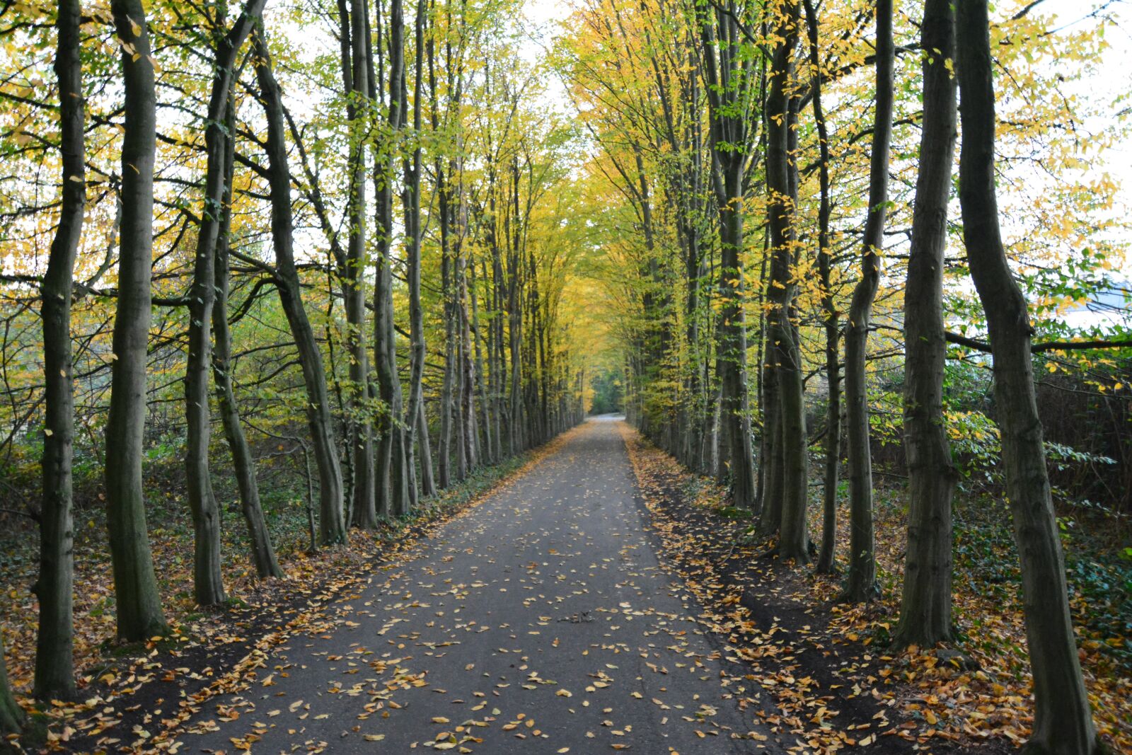 Nikon D7100 sample photo. Nature, autumn, floated photography