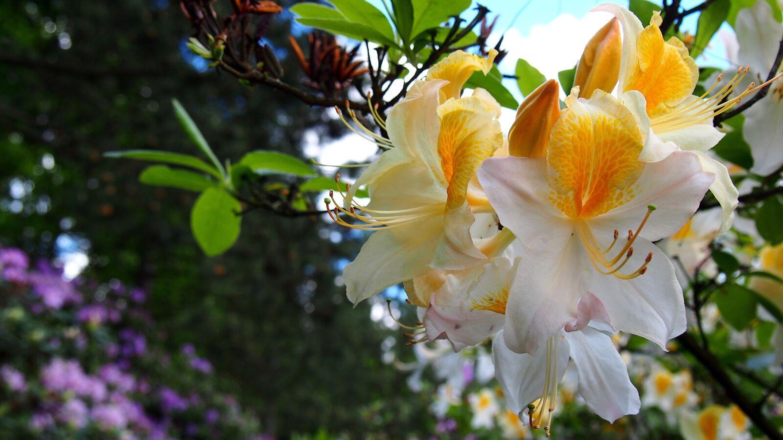 Olympus PEN E-PL6 sample photo. Azalea, flower, rhododendron photography