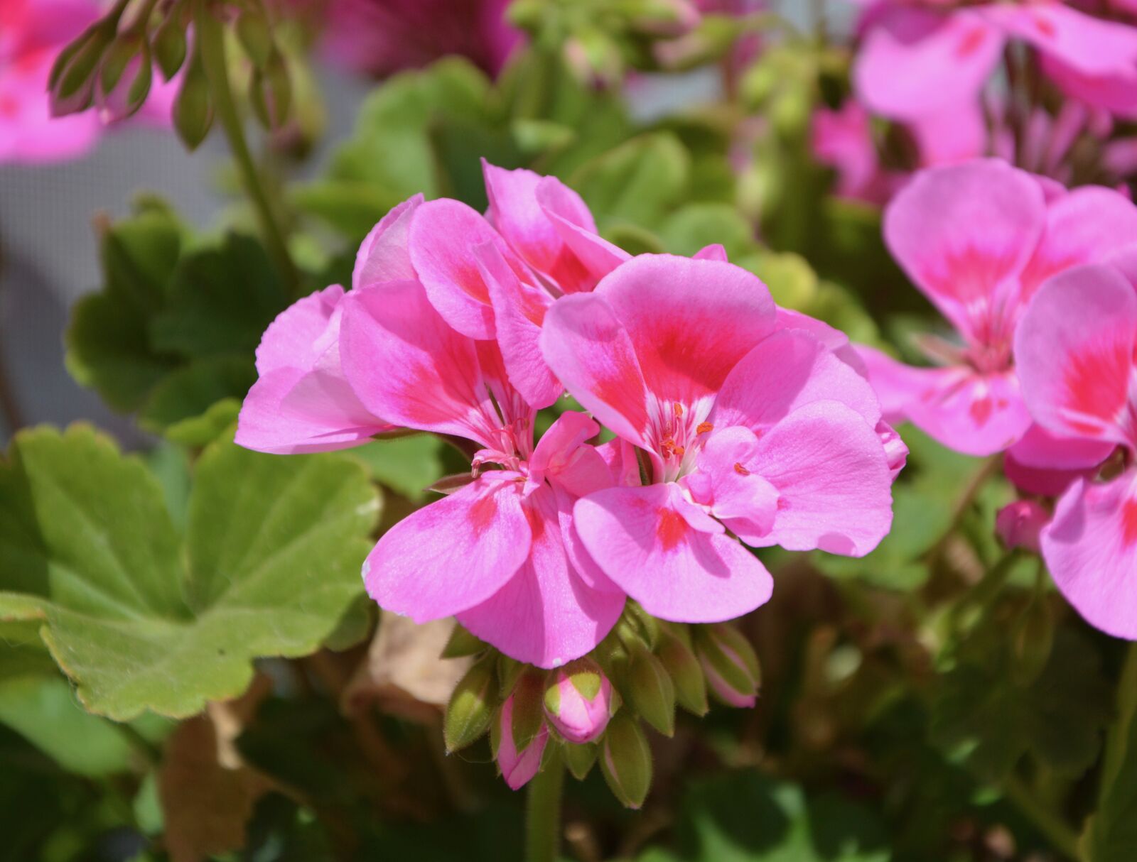 Nikon D5200 sample photo. Flowers, balcony, roses photography