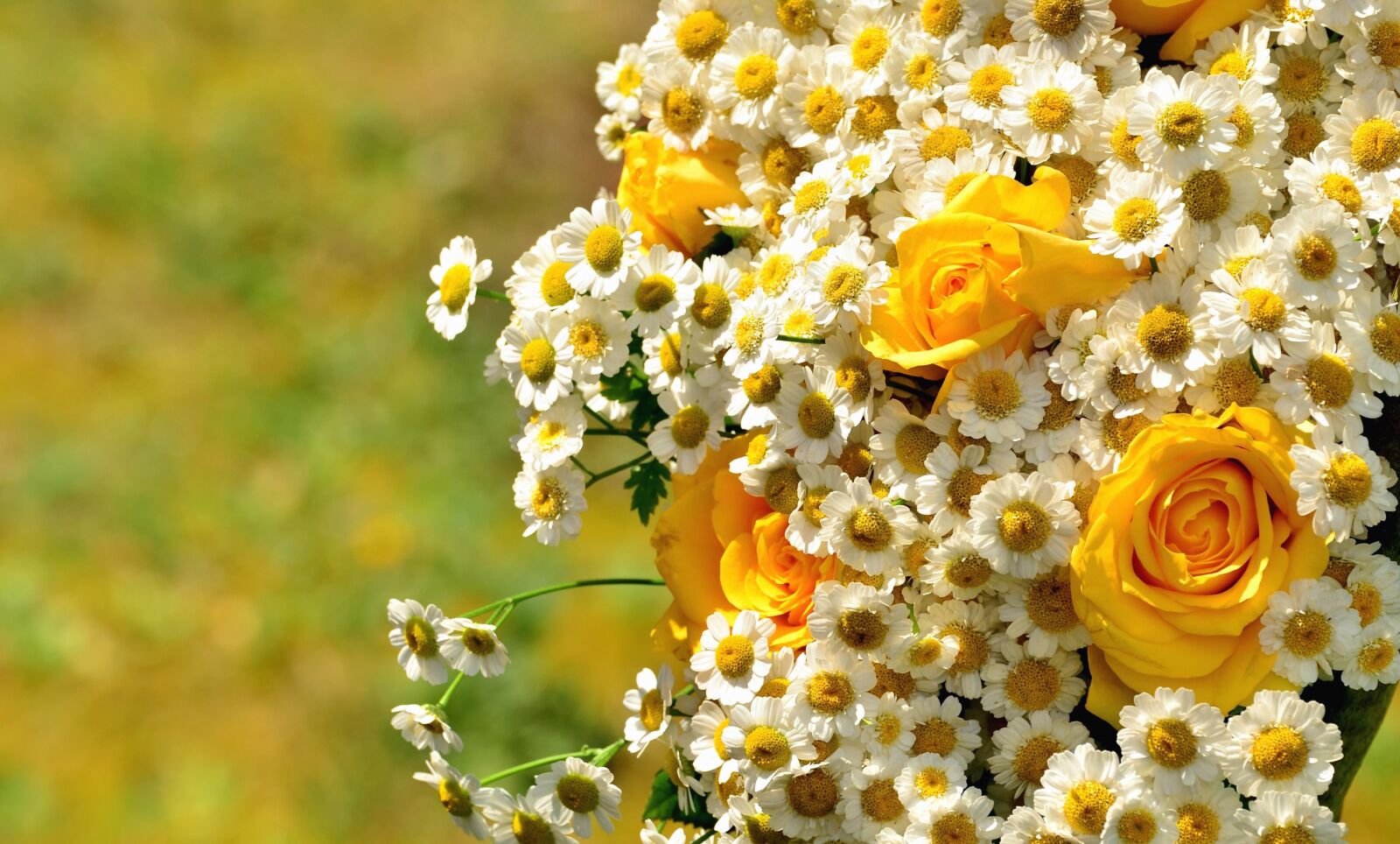 Nikon D5100 sample photo. Flower, rose, petal, blossom photography