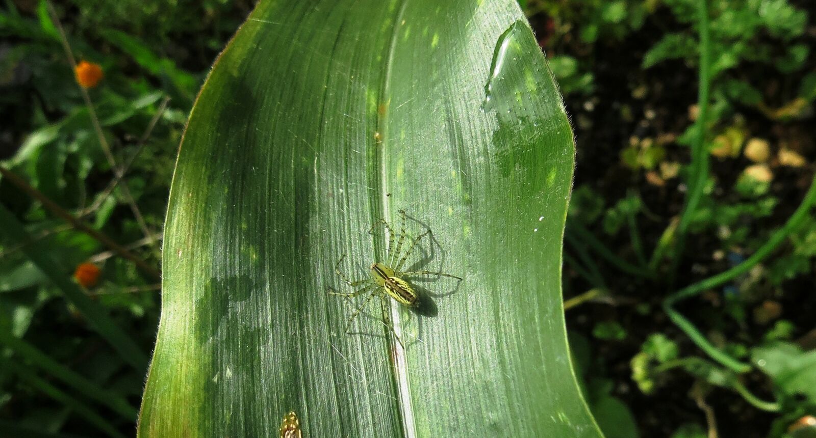 Canon PowerShot SX50 HS sample photo. Nature, macro, insect photography