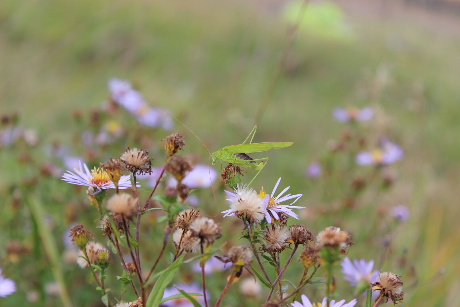 Canon EOS 100D (EOS Rebel SL1 / EOS Kiss X7) sample photo. Autumn, plants, nature photography