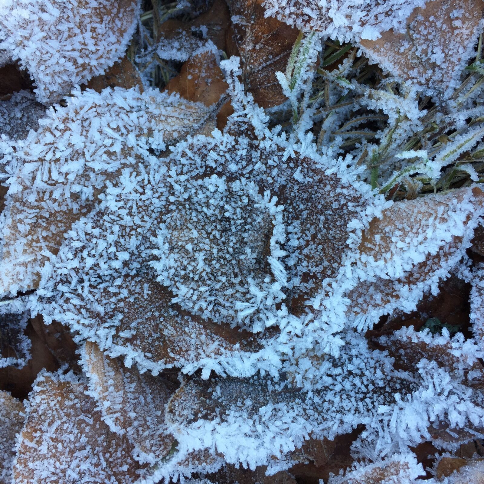 Apple iPhone 6 sample photo. Leaves, crystals, frost photography