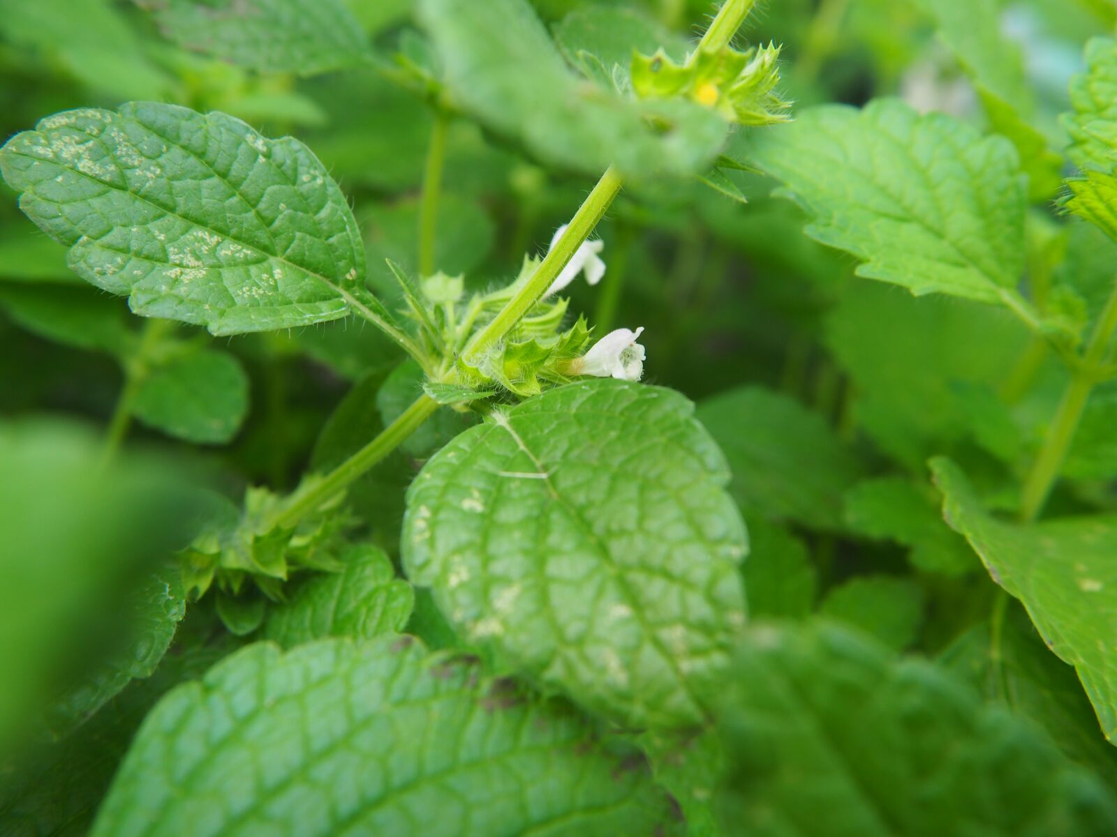Olympus OM-D E-M10 sample photo. Balm, lemon balm, green photography