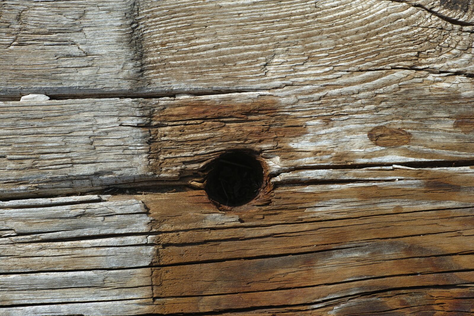 Sigma DP3 Merrill sample photo. Wood, wood-fibre boards, parque photography