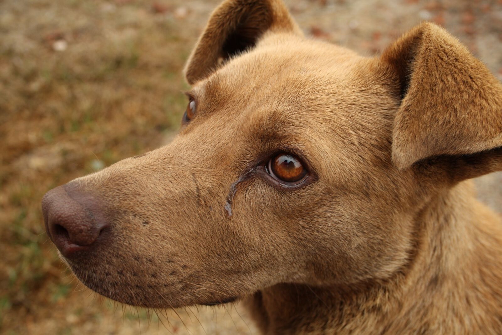 Canon EOS 1000D (EOS Digital Rebel XS / EOS Kiss F) sample photo. Canine, sad dog, stray photography