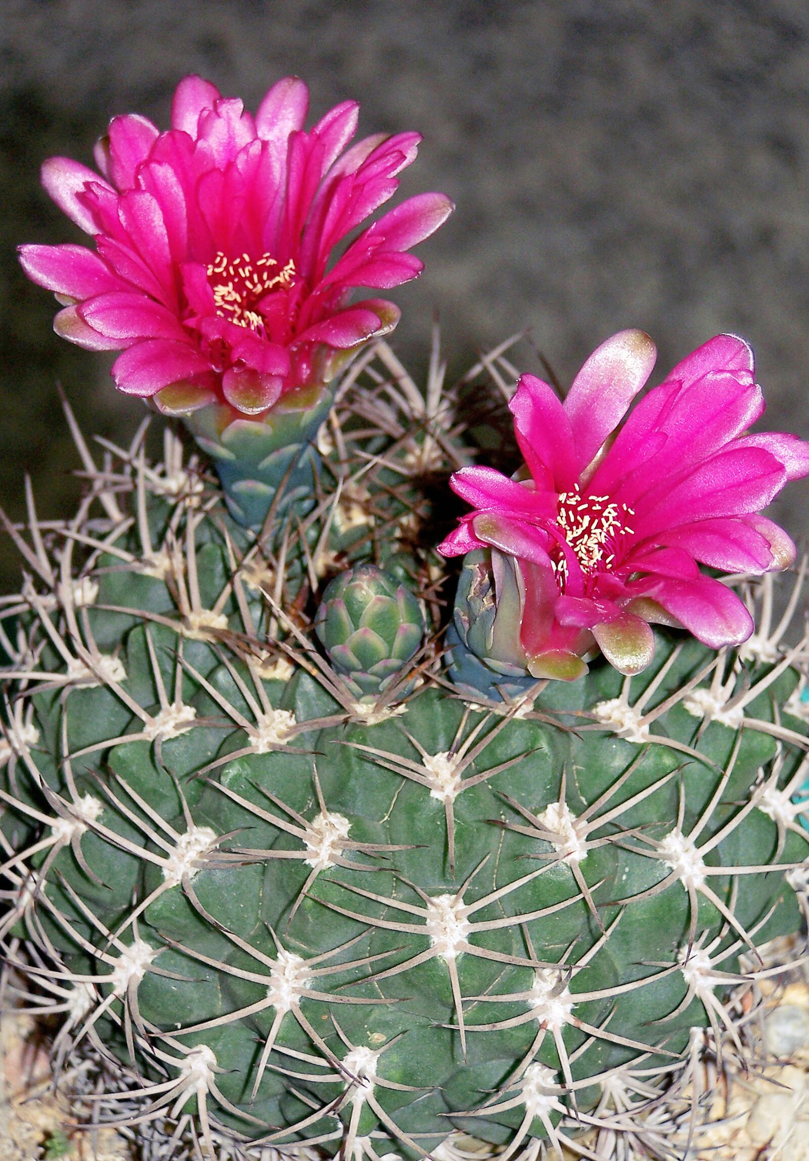 Kodak Z740 ZOOM DIGITAL CAMERA sample photo. Cactus, flower, bloom photography