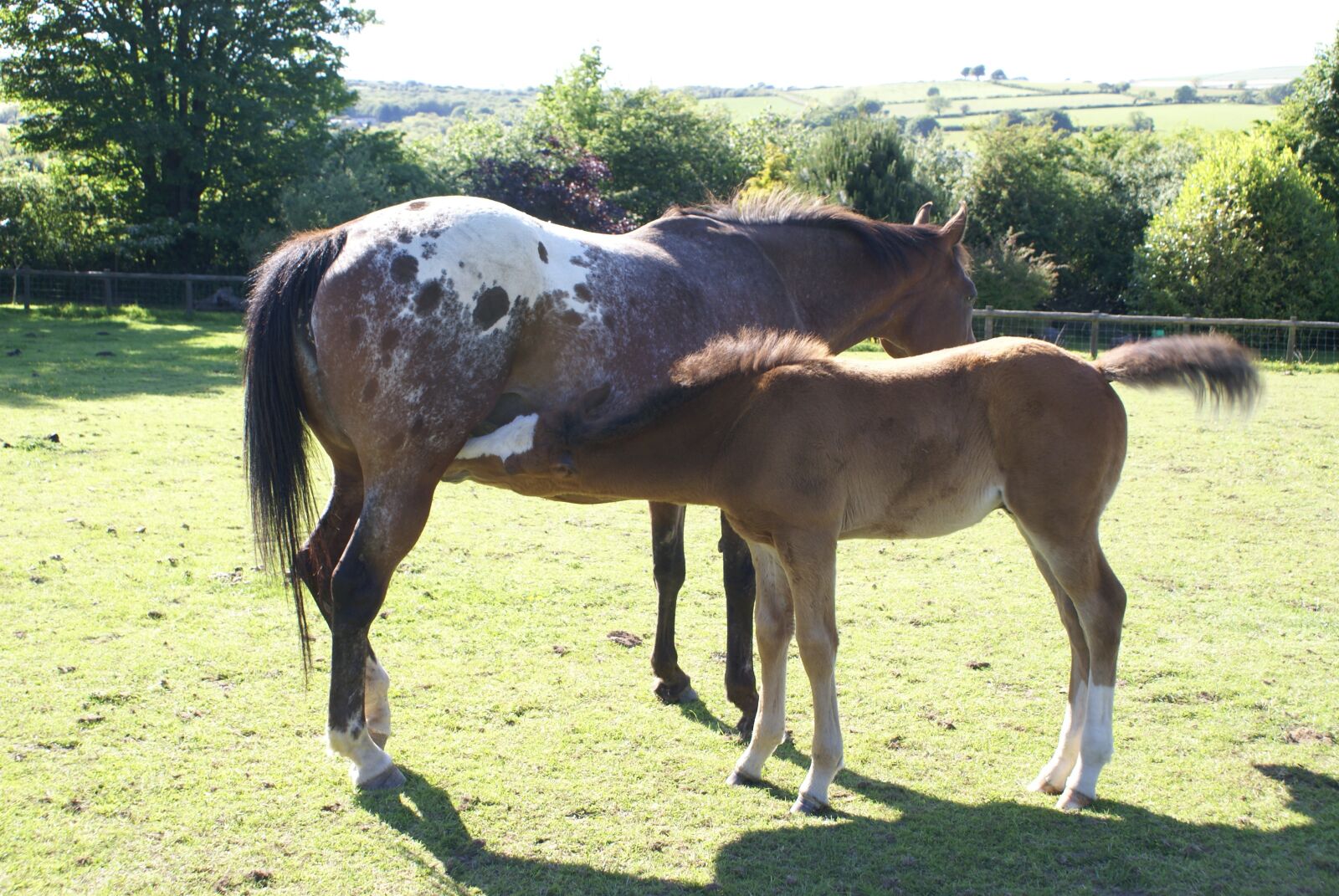 Sony Alpha DSLR-A100 sample photo. Mare, foal, appaloosa photography