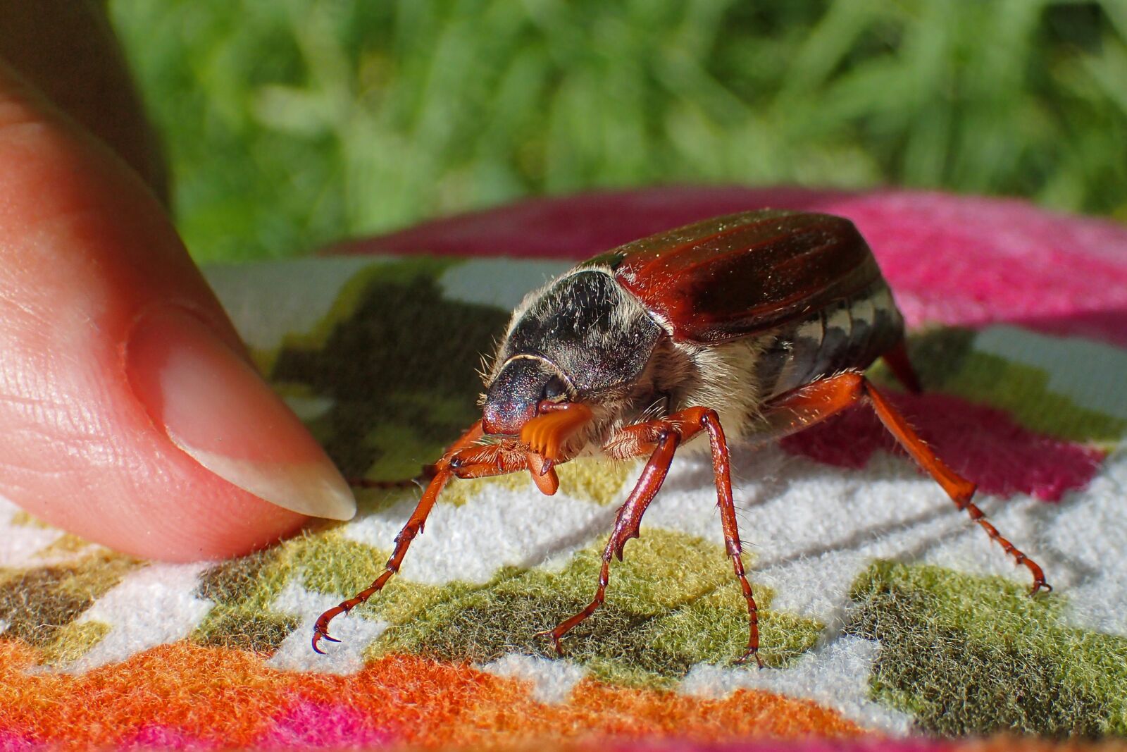 Olympus TG-3 sample photo. Nature, insect, small photography