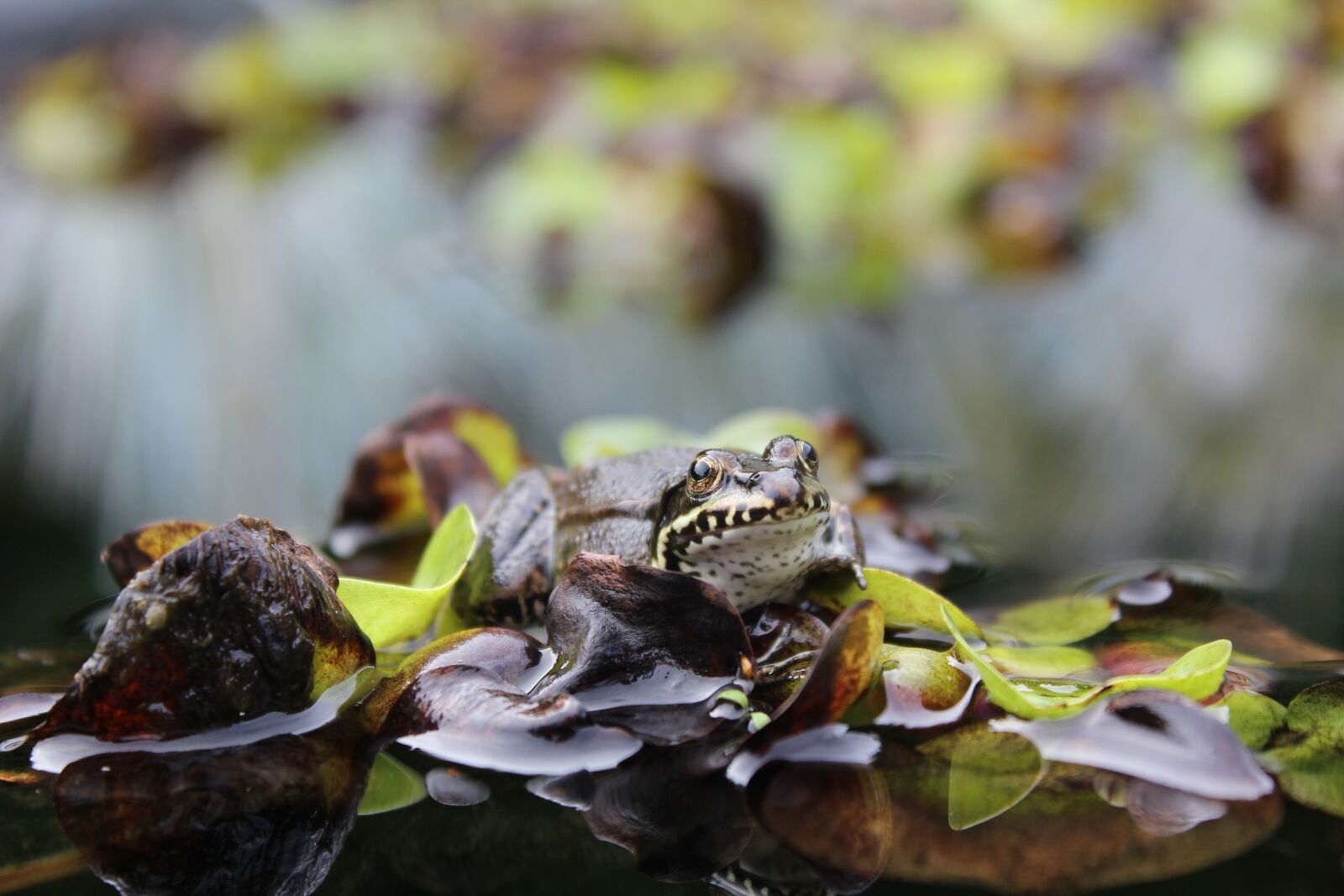 Canon EOS 600D (Rebel EOS T3i / EOS Kiss X5) sample photo. Frog pond, frog, water photography