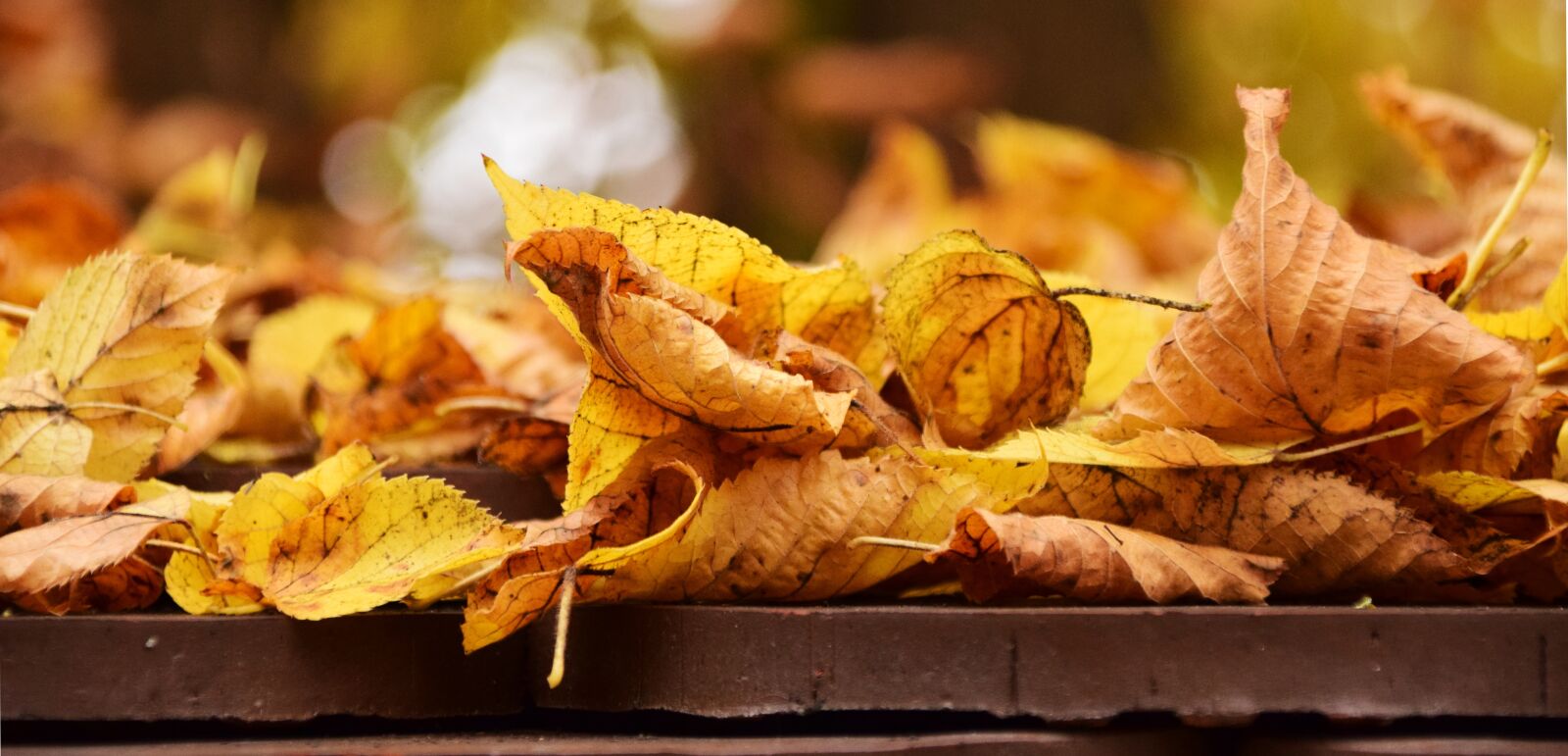 Nikon D3300 sample photo. Leaves, autumn, leaves in photography