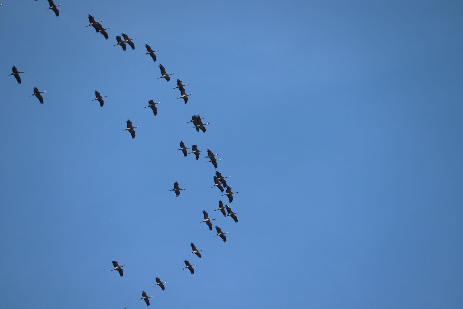 Canon EOS 200D (EOS Rebel SL2 / EOS Kiss X9) sample photo. Cranes, migratory birds, spring photography