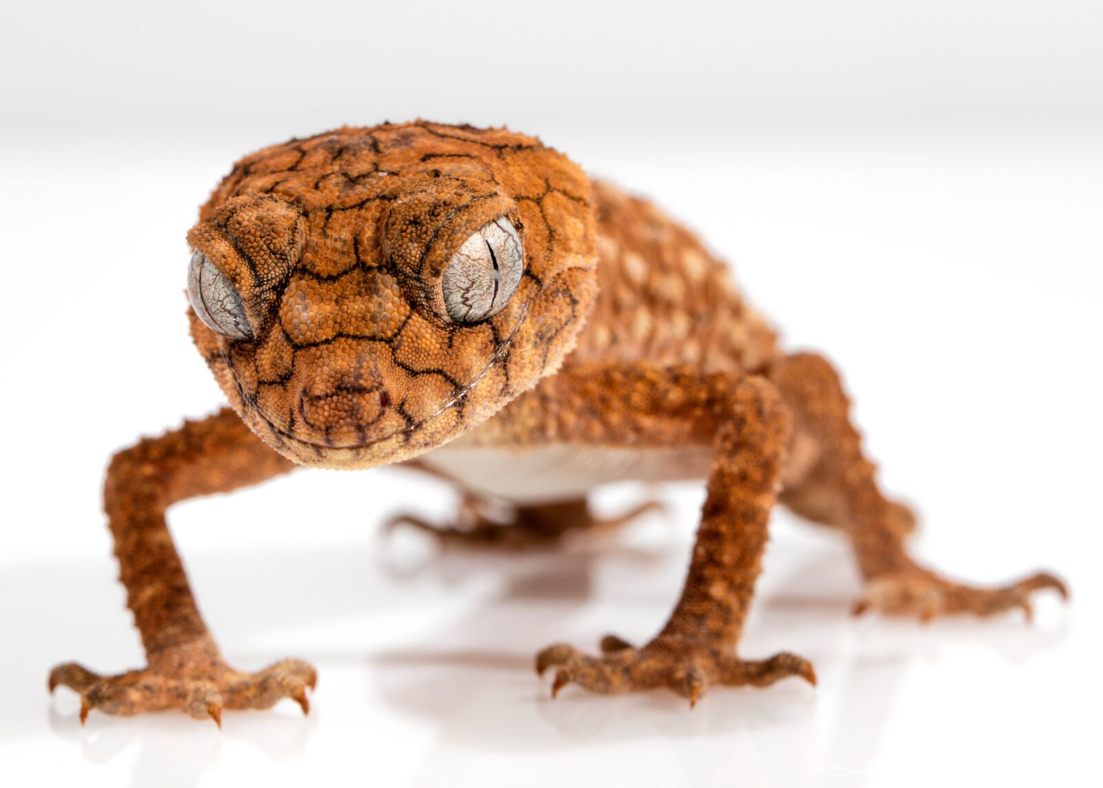 Canon EOS 5DS sample photo. Gecko, rough knob, centralian photography