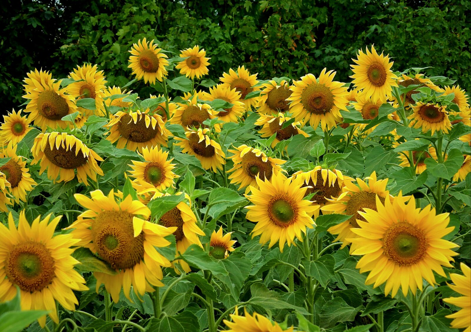 Nikon Coolpix P900 sample photo. Sunflowers, field, agriculture photography