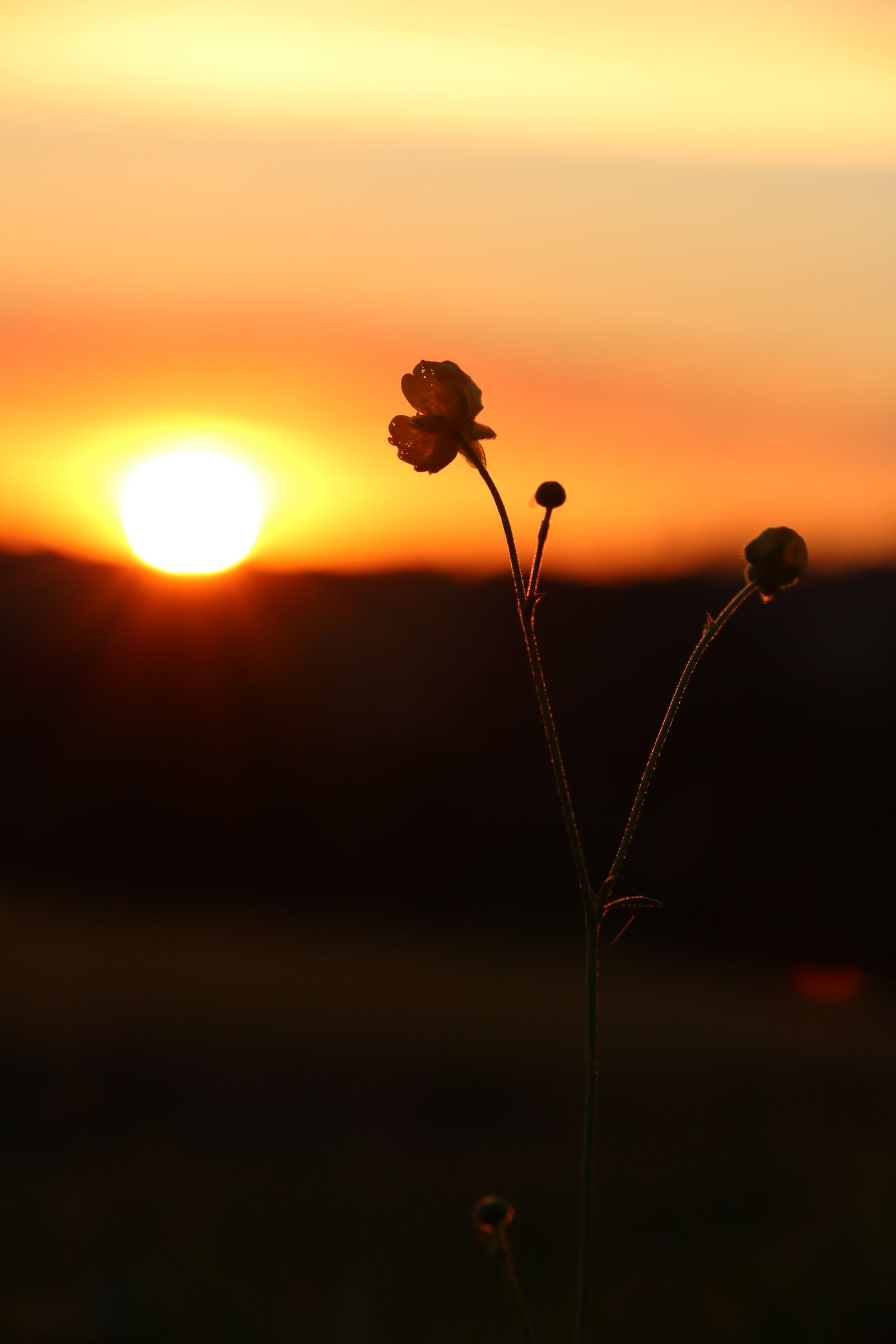 Canon EOS 750D (EOS Rebel T6i / EOS Kiss X8i) sample photo. Sunset, buttercup, evening sky photography