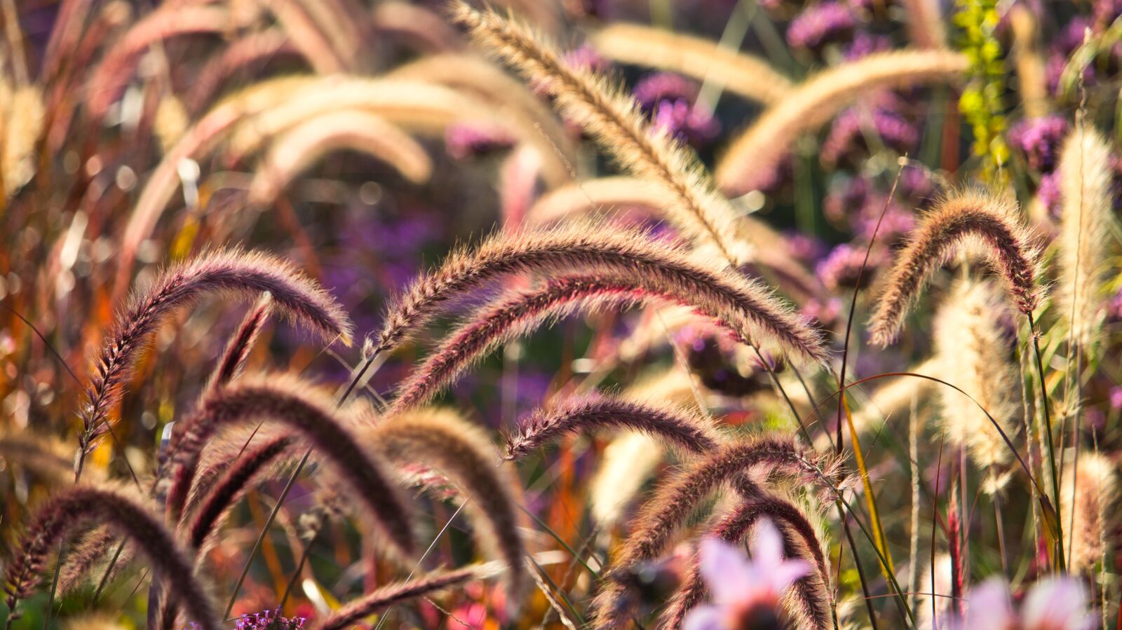 Canon EOS 200D (EOS Rebel SL2 / EOS Kiss X9) sample photo. Grasses, autumn bright, light photography