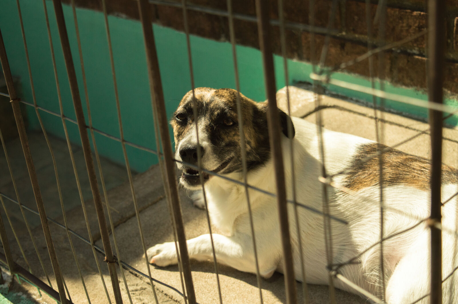 Nikon D3200 sample photo. Dog photography