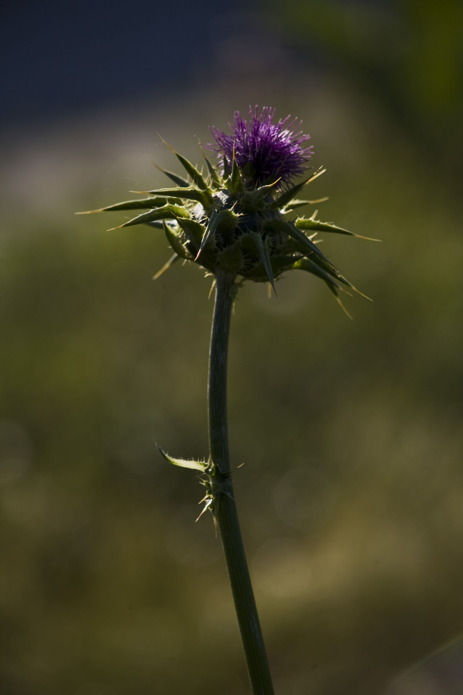 Canon EOS 5D sample photo. Thistle, flower, nature photography