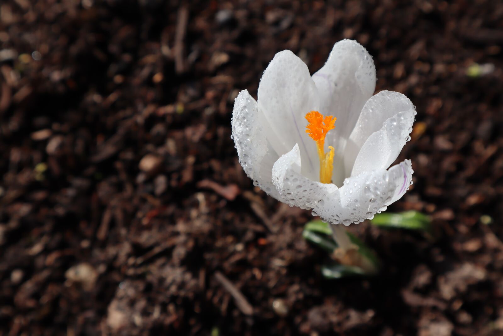 Canon EOS M50 (EOS Kiss M) sample photo. Crocus, white flower, spring photography