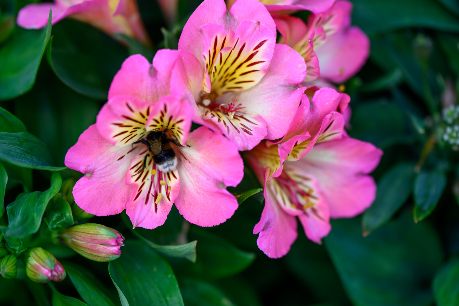 Nikon Z8 sample photo. Flower bee bokeh photography