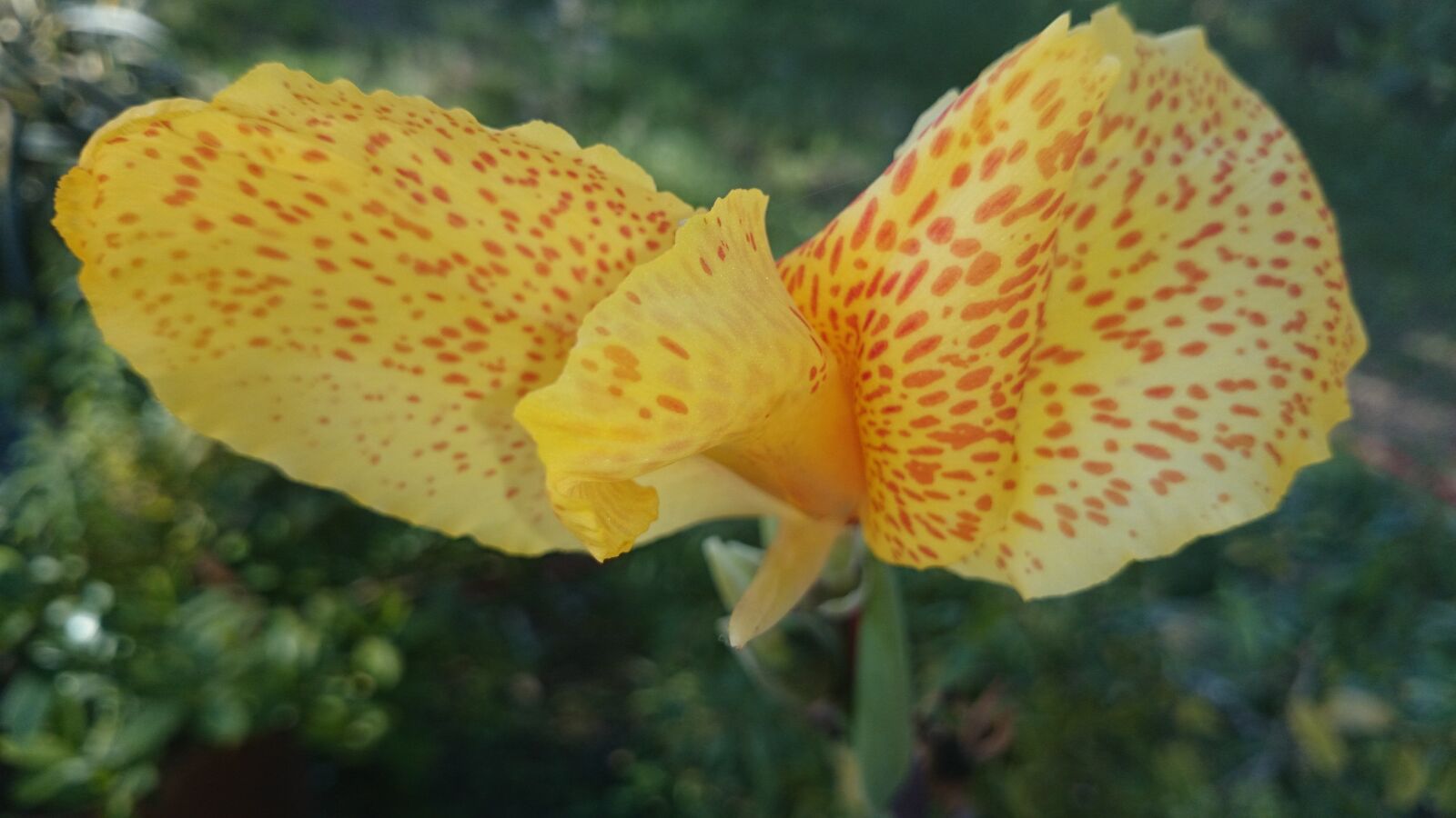 Sony Xperia Z1 sample photo. Flower, wow, style photography
