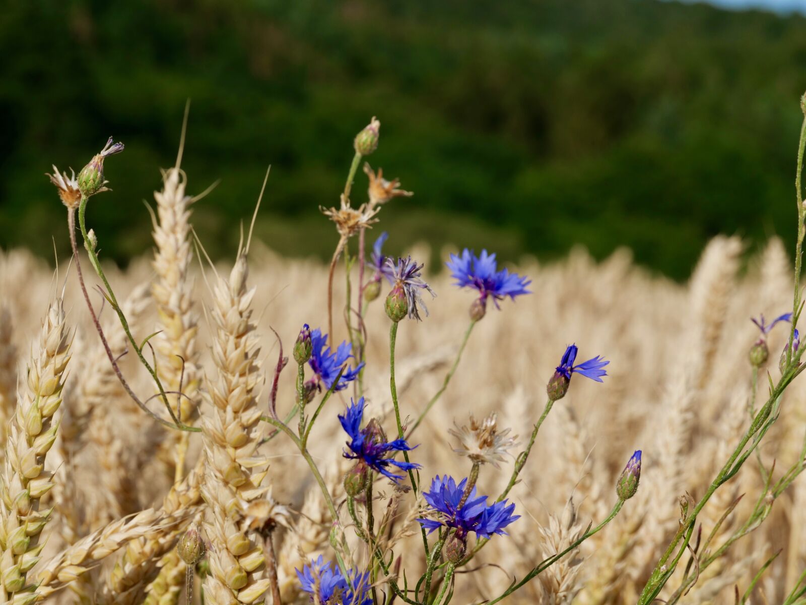 Panasonic Lumix DC-G9 sample photo. Cornflower, field, summer photography