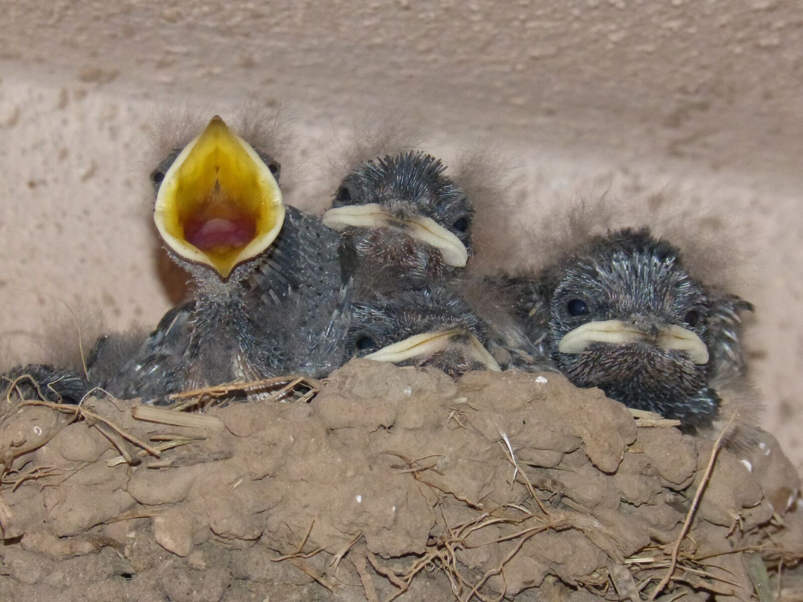 Panasonic DMC-FZ62 sample photo. Birds, chicks, nest photography