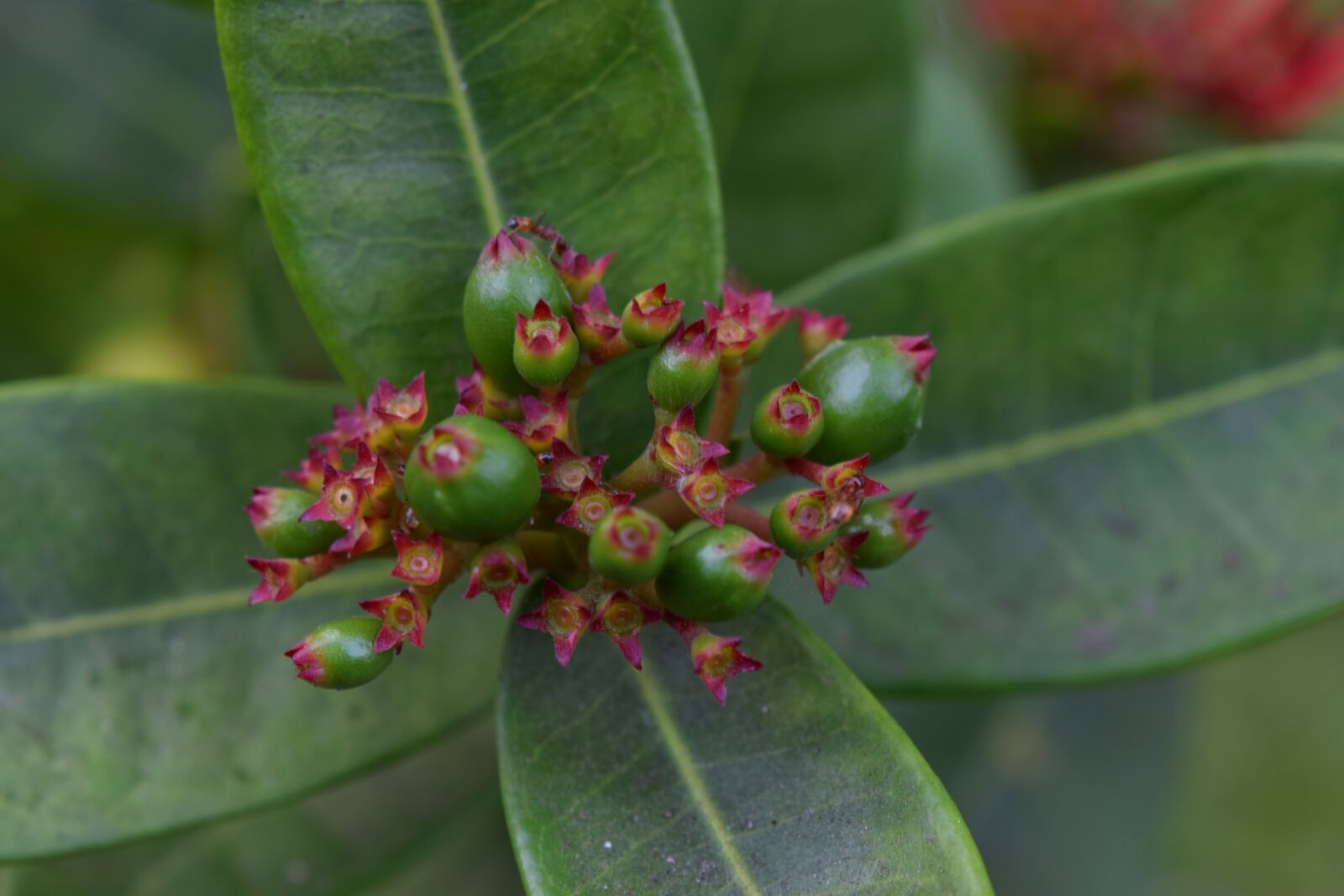 Nikon D3300 sample photo. Plant, ants, ant photography