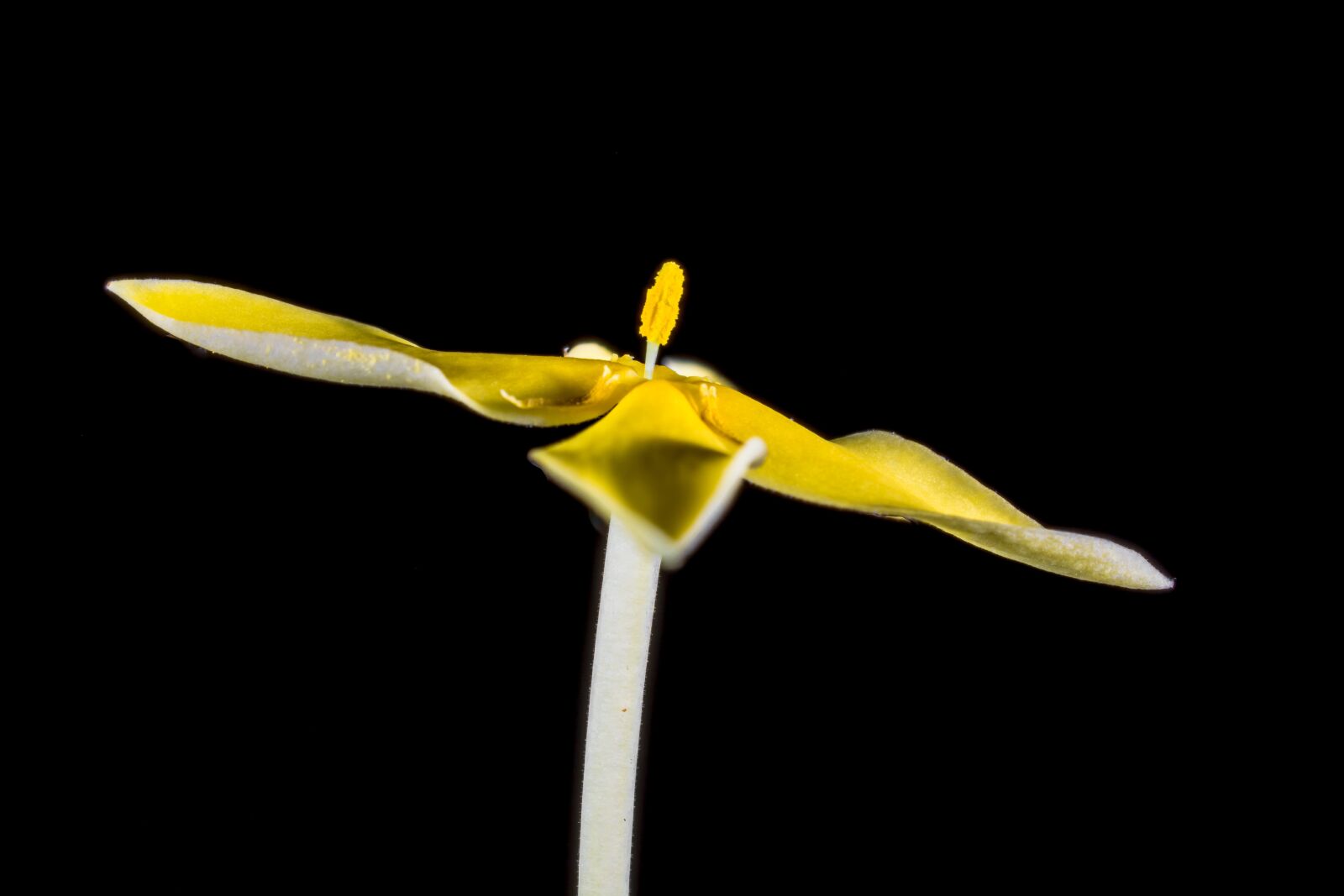Nikon D5200 sample photo. Flower, blossom, bloom photography