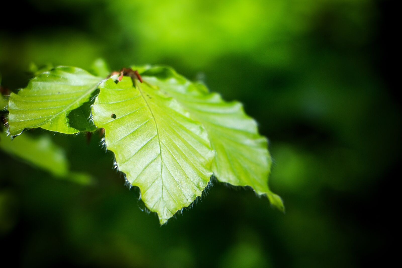 Canon EOS 70D sample photo. Leaf, green, green leaf photography
