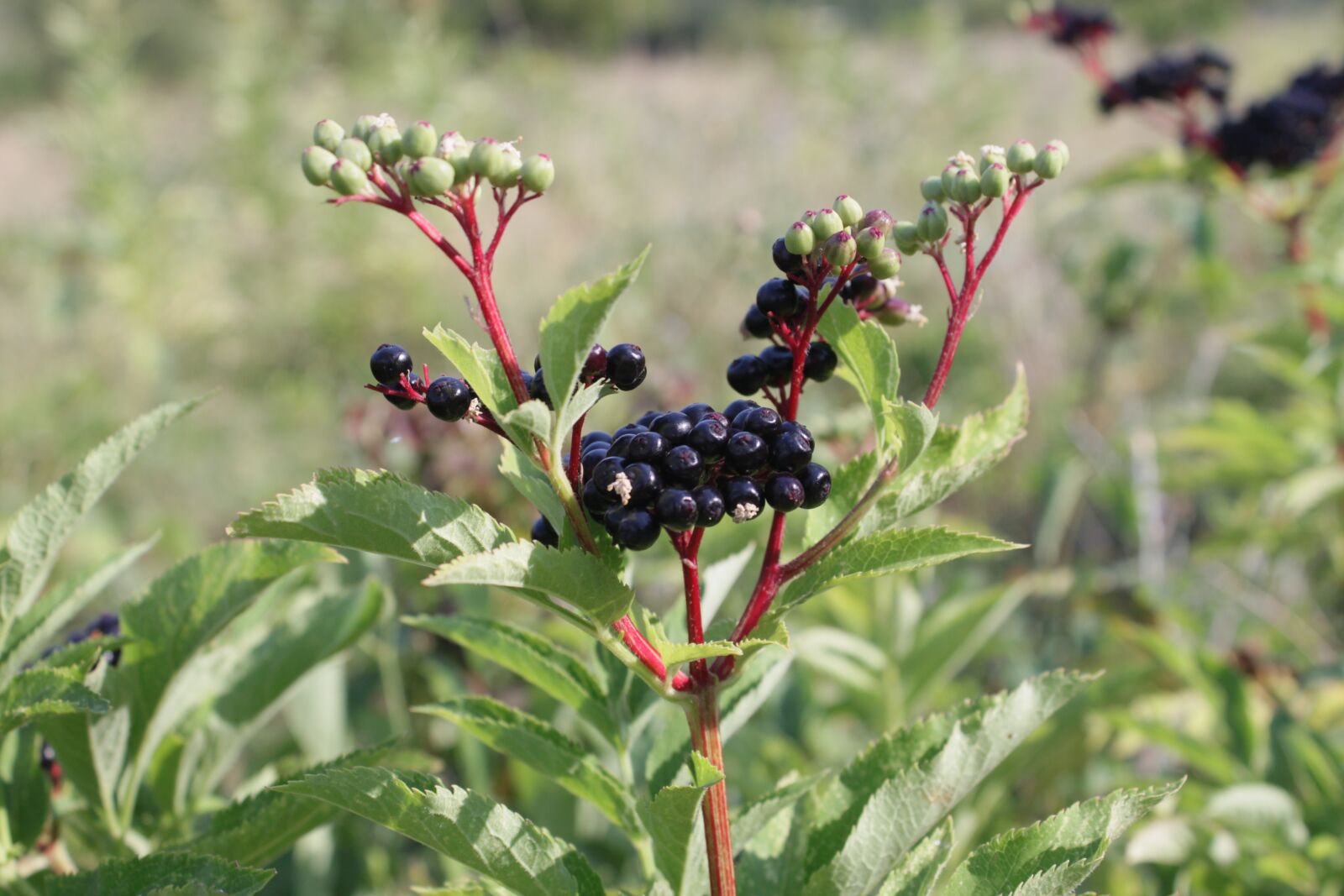Canon EOS 500D (EOS Rebel T1i / EOS Kiss X3) sample photo. Berries, black, ebulus photography