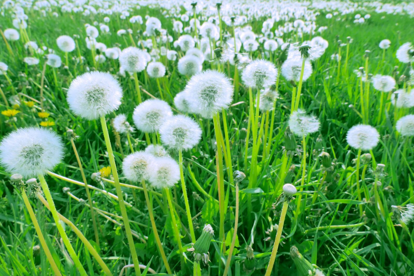 Panasonic Lumix DMC-FZ2500 (Lumix DMC-FZ2000) sample photo. Nature, green, dandelion photography