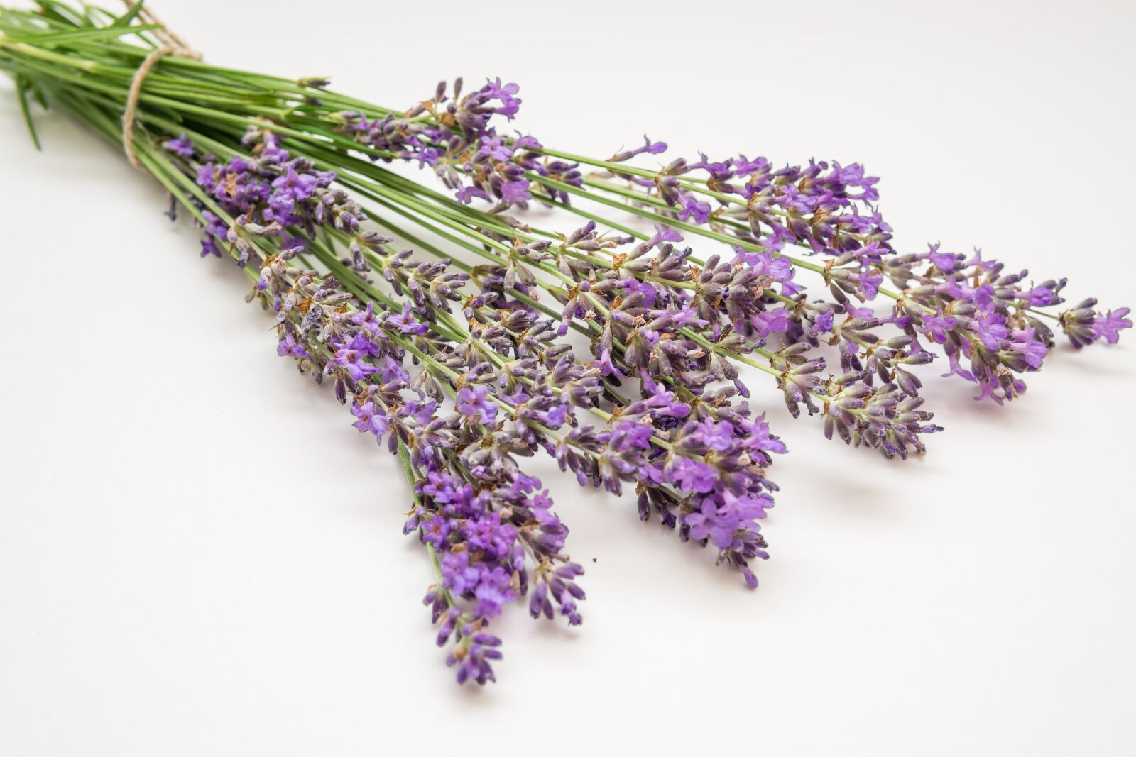 30mm F1.4 DC DN | Contemporary 016 sample photo. Lavender, flower, plant photography