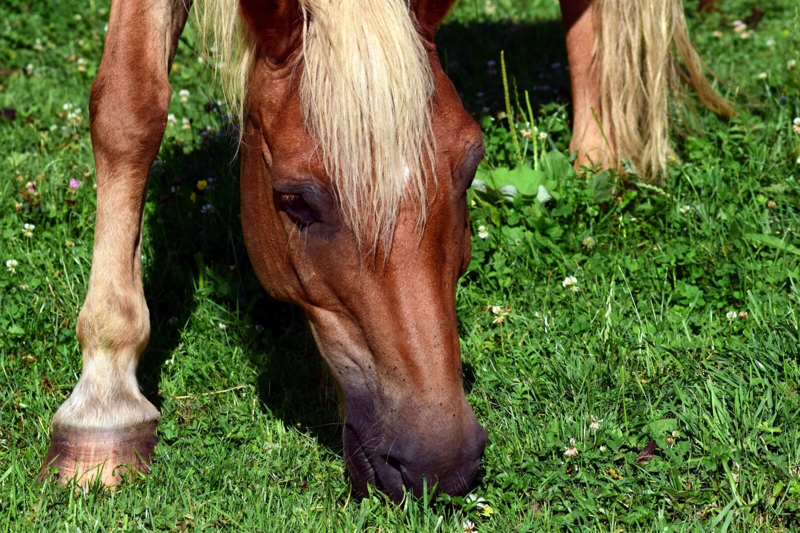 Nikon D3300 sample photo. Nature, grass, horse, ranch photography
